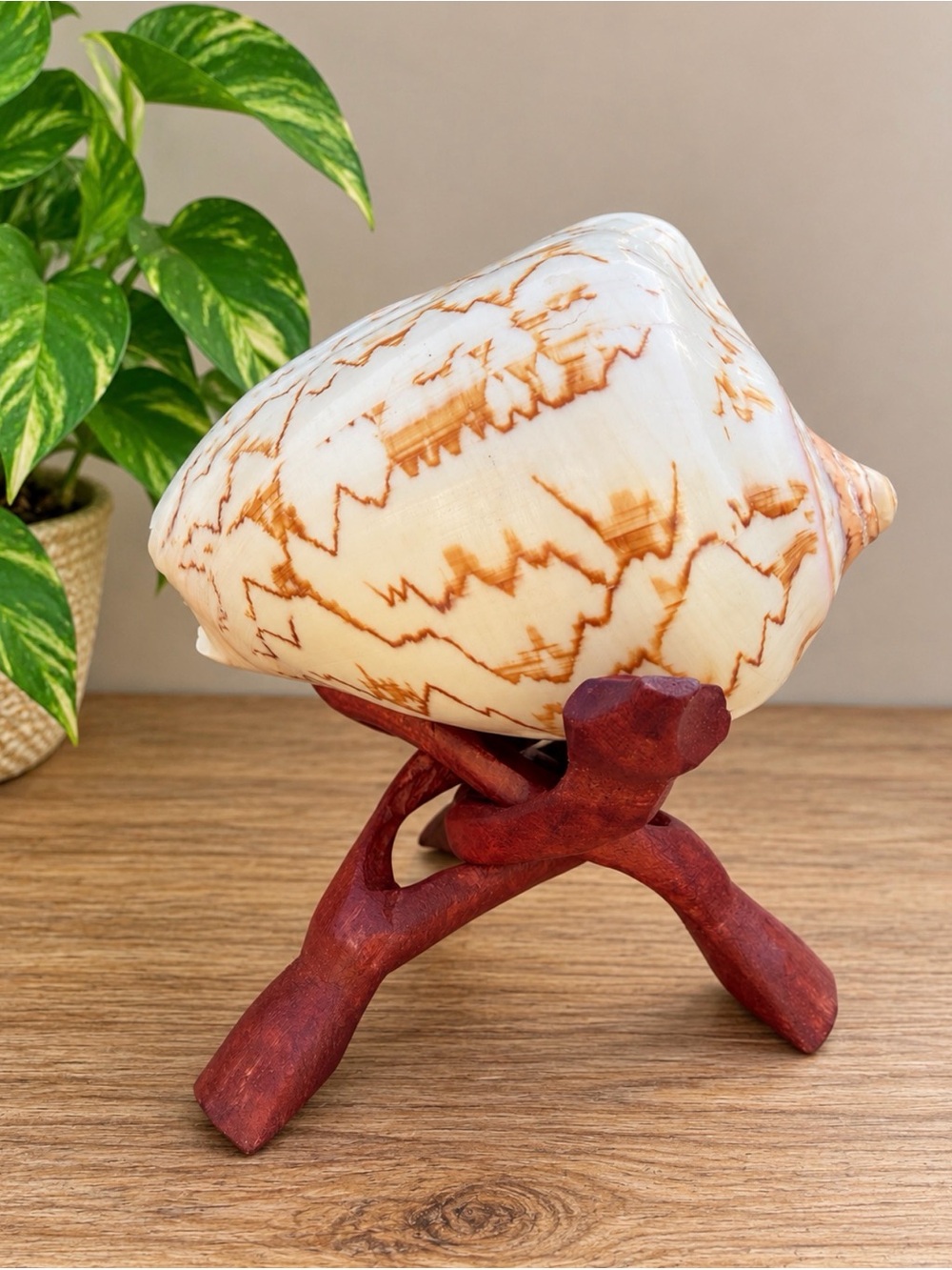 Extra Large | Noble Volute | SeaShell | Statement Piece